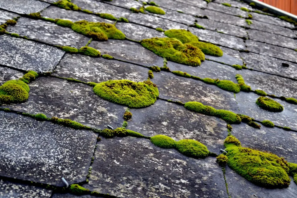 Démoussage de toiture à Nice